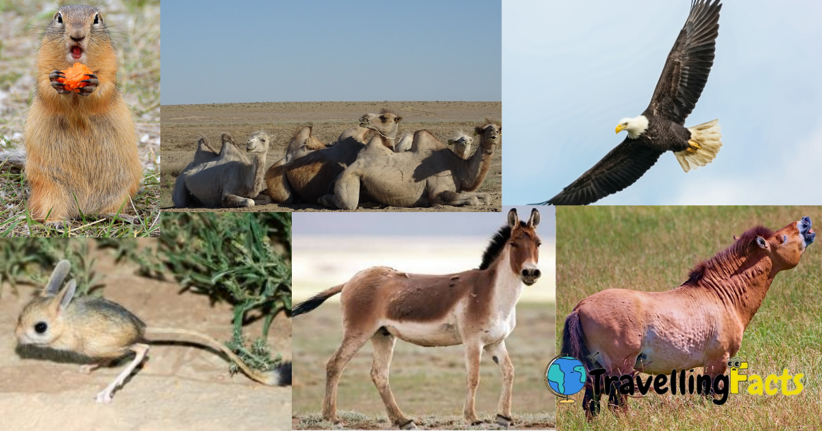 Gobi Desert Animals