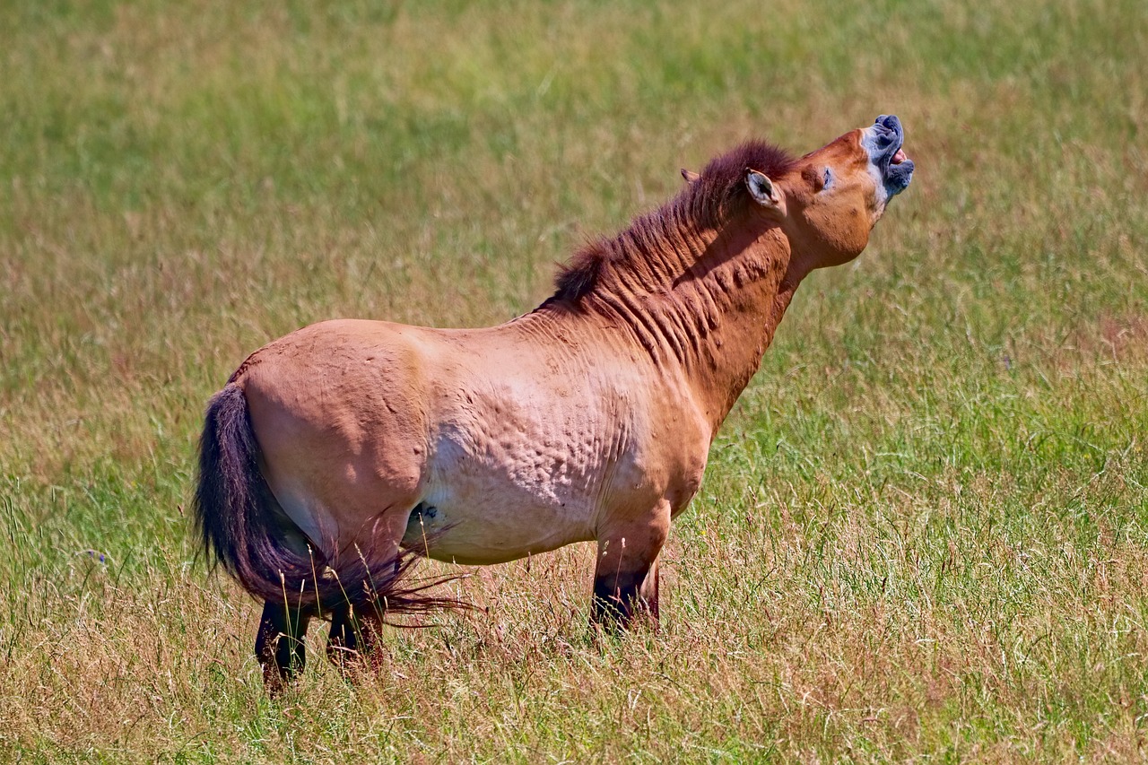 Prezewalski Horse